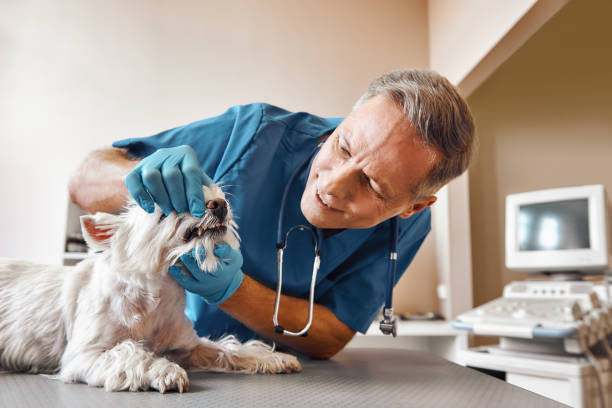 Best Emergency Dentist for Knocked-Out Tooth in Liberty, MO